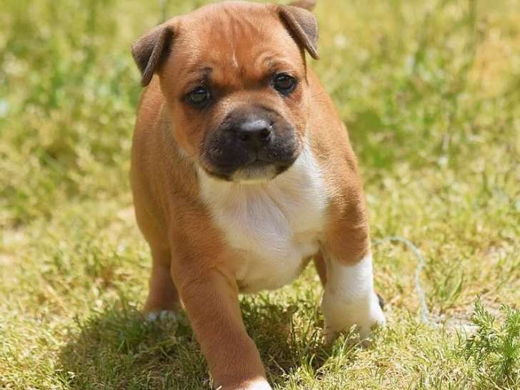 À réserver 4 chiots Staffordshire Bull Terrier LOF