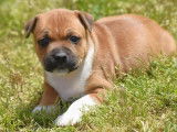 À réserver 4 chiots Staffordshire Bull Terrier LOF