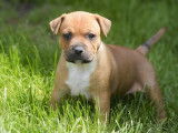 À réserver 4 chiots Staffordshire Bull Terrier LOF