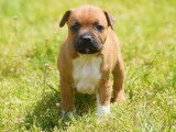 À réserver 4 chiots Staffordshire Bull Terrier LOF
