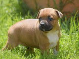 À réserver 4 chiots Staffordshire Bull Terrier LOF