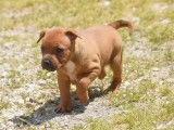À réserver 4 chiots Staffordshire Bull Terrier LOF