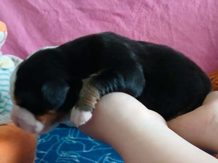 À réserver des chiots Bouviers Bernois (LOF)