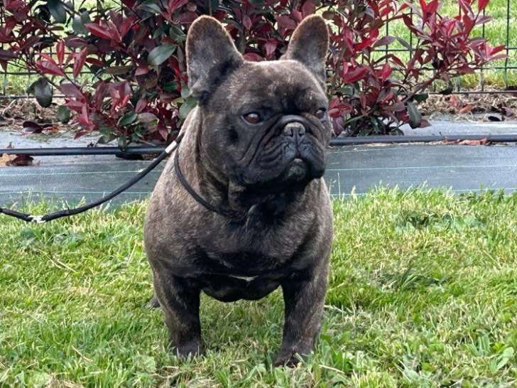 Un chien Bouledogue Français bringé LOF de 3 ans à acheter