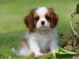 Des chiots Cavaliers King Charles LOF à réserver
