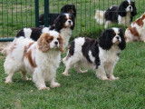 Des chiots Cavaliers King Charles LOF à réserver