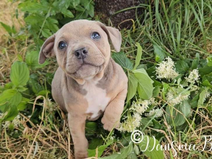 Des chiots Staffordshire Bull Terrier mâles LOF à acheter