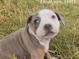 Des chiots Staffordshire Bull Terrier mâles LOF à acheter