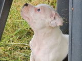 Des chiots Staffordshire Bull Terrier mâles LOF à acheter