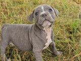 Des chiots Staffordshire Bull Terrier mâles LOF à acheter