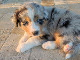 À vendre un chiot mâle Berger Australien LOF bleu merle