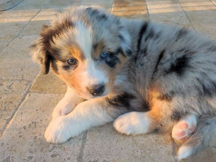 À vendre un chiot mâle Berger Australien LOF bleu merle