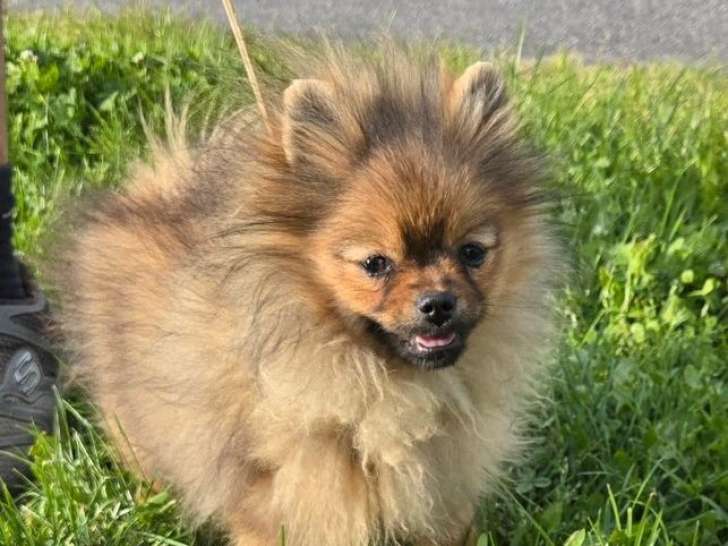 À vendre 2 chiots femelles Spitz Nains Poméraniens orange LOF