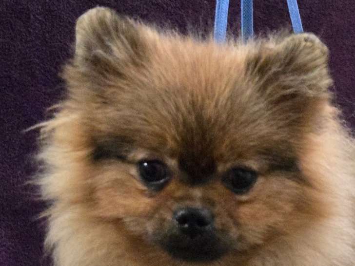 À vendre 2 chiots femelles Spitz Nains Poméraniens orange LOF