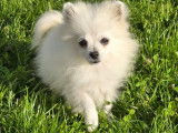 2 chiots Spitz Nains Poméraniens femelles blanches LOF à acheter