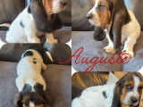 2 chiots mâles Bassets Hound LOF disponibles à la vente
