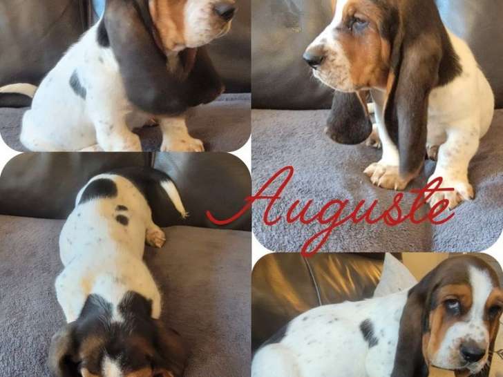 2 chiots mâles Bassets Hound LOF disponibles à la vente