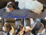 2 chiots mâles Bassets Hound LOF disponibles à la vente