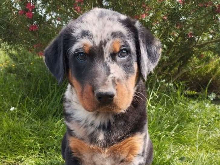9 chiots Beaucerons disponibles à l’achat (LOF)