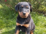 9 chiots Beaucerons disponibles à l’achat (LOF)