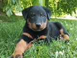 9 chiots Beaucerons disponibles à l’achat (LOF)