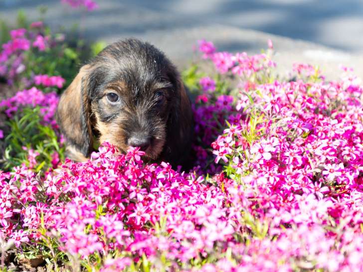 Chiots Teckel à poil dur standard à vendre