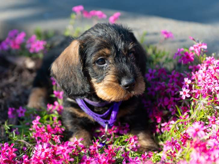 Chiots Teckel à poil dur standard à vendre