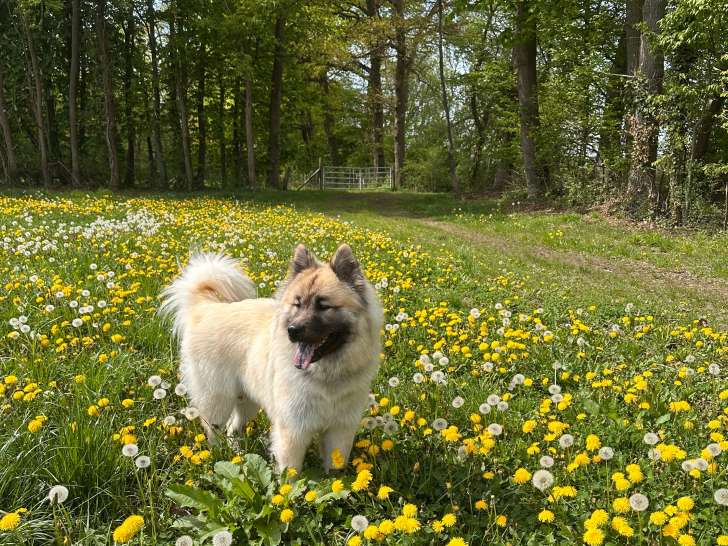 Mâle Eurasier cherche femelle pour saillie