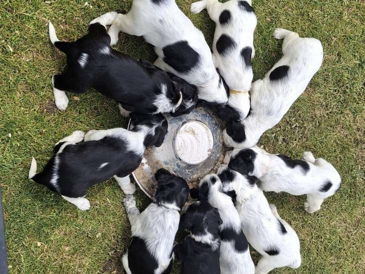 Chiot femelle Setter Anglais LOF à vendre
