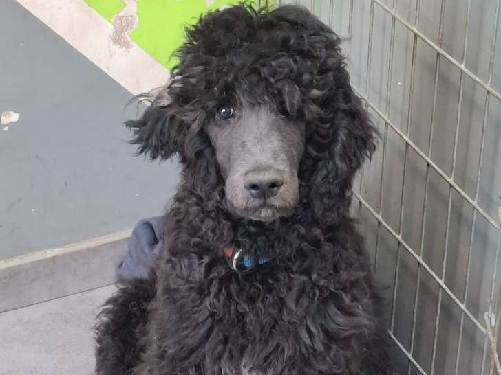 Chiots Caniche Royal à vendre