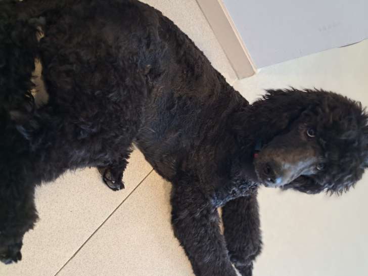 Chiots Caniche Royal à vendre