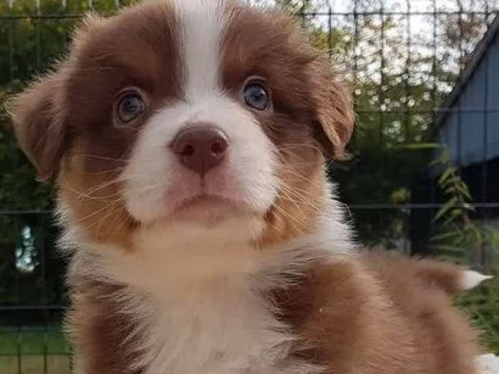 Des chiots Bergers Australiens à réserver (LOF)