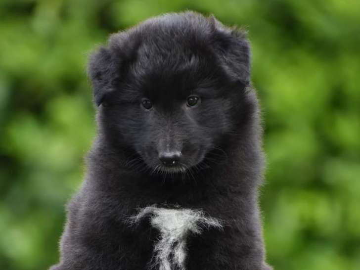 À réserver 1 chiot femelle Berger Belge Groenendael LOF