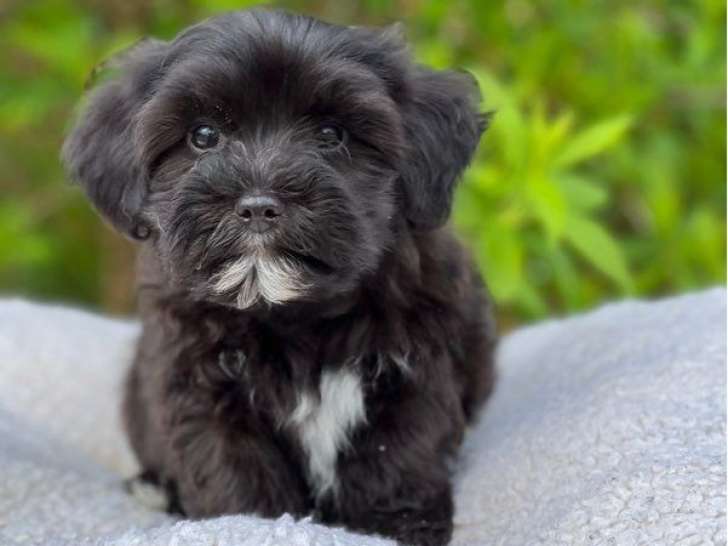 Des chiots Bichons Havanais disponibles à la vente (LOF)