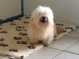 Des chiots Bichons Havanais disponibles à la vente (LOF)