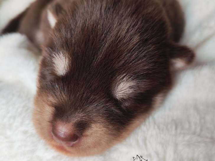 Chiots Husky Sibérien LOF à vendre