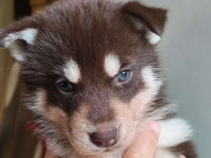 Chiots Husky Sibérien LOF à vendre