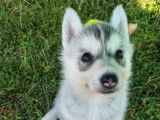 Chiots Husky Sibérien LOF à vendre