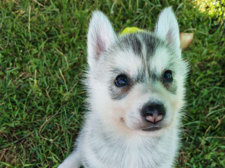 Chiots Husky Sibérien LOF à vendre