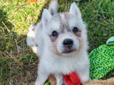 Chiots Husky Sibérien LOF à vendre