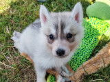 Chiots Husky Sibérien LOF à vendre