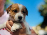 7 chiots Jack Russell Terriers LOF à réserver