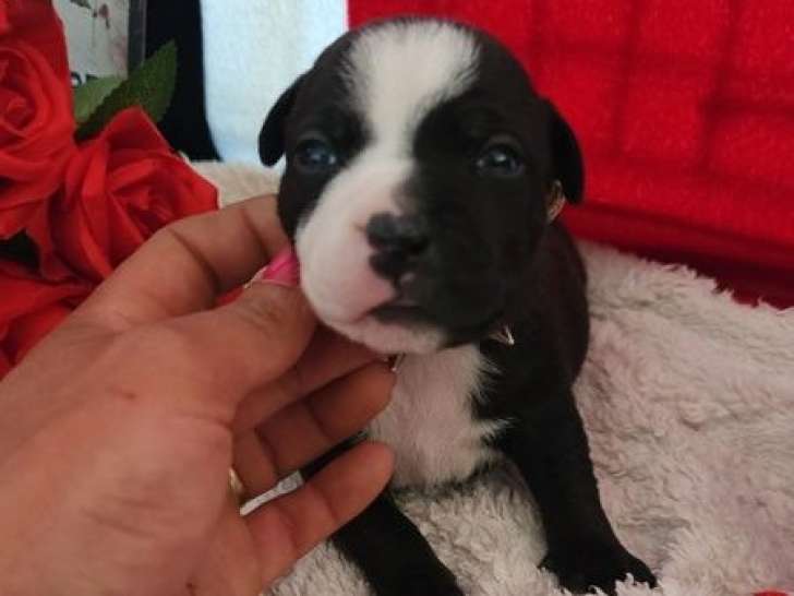 9 chiots Staffordshire Bull Terriers disponibles à l’achat (LOF)