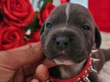 9 chiots Staffordshire Bull Terriers disponibles à l’achat (LOF)