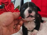 9 chiots Staffordshire Bull Terriers disponibles à l’achat (LOF)