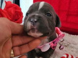 9 chiots Staffordshire Bull Terriers disponibles à l’achat (LOF)
