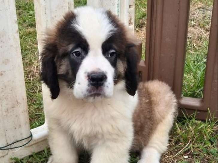 3 chiots Saint-Bernard LOF disponibles à la réservation