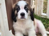 3 chiots Saint-Bernard LOF disponibles à la réservation