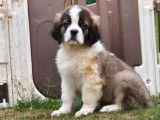 3 chiots Saint-Bernard LOF disponibles à la réservation