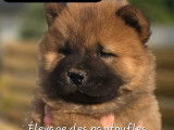 4 chiots Chow Chow LOF à réserver